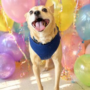 Maximus (Max), Terrier, senior, available for adoption