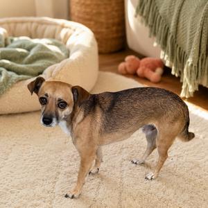 Dino, Mixed Breed (Small), adult, available for adoption