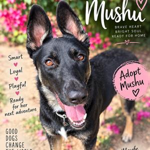 Mushu, Shepherd, German, available for adoption
