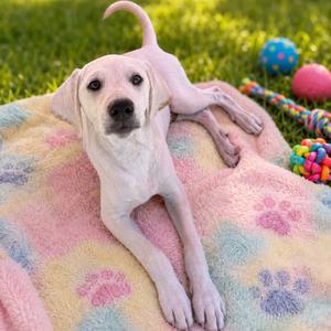 Charles, Retriever, Labrador, puppy, available for adoption