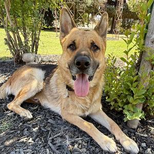 Ceasar, Shepherd, German, adult, available for adoption
