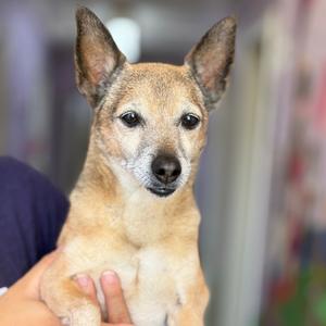 Brian, Chihuahua, senior, available for adoption