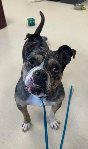 Carissima, English Bulldog, adult, available for adoption