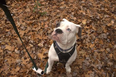 Paris, Pit Bull Terrier, young, available for adoption