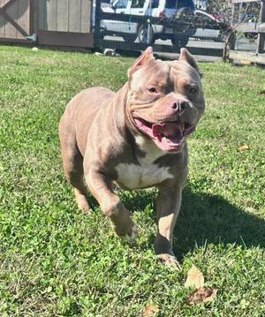 Ajax, American Bully, adult, available for adoption
