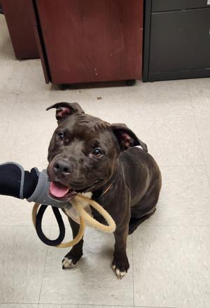 Duchess, Pit Bull Terrier, young, available for adoption