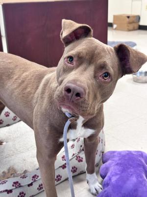 Bella, Pit Bull Terrier, young, available for adoption