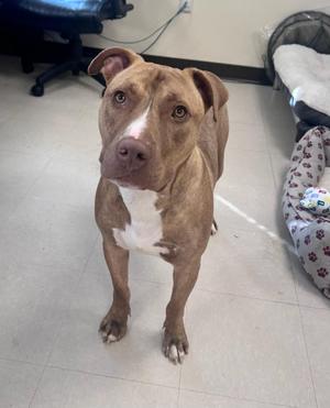 A brown and white pit bull terrier standing on a tiled floor, looking directly at the camera.