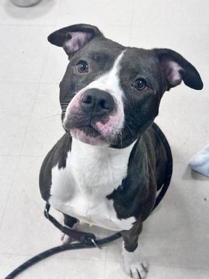 Buffy, Pit Bull Terrier, young, available for adoption