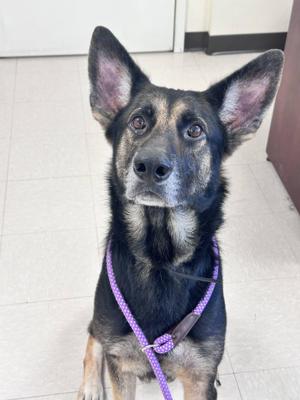 Zion, German Shepherd Dog, senior, available for adoption