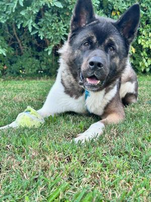Milo, Akita, adult, available for adoption