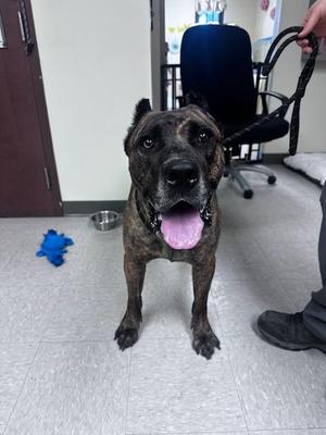 Kodak, Presa Canario, adult, available for adoption