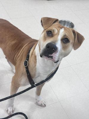 A brown and white dog wearing a black harness and leash, standing on a tiled floor.