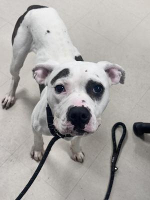 A white dog with black spots on its back and face, wearing a black collar and leash, standing on a tiled floor.