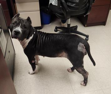 Azula, Pit Bull Terrier, adult, available for adoption