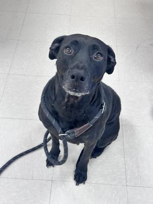 Leia, Black Labrador Retriever, adult, available for adoption