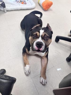 Tank, American Bully, young, available for adoption