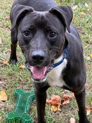 Seven, Boxer / Mixed Breed, young, available for adoption