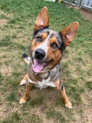 A happy dog with a black, brown, and white coat, standing on grass and looking up with its mouth open and tongue out.