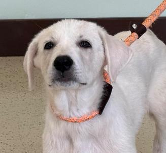 Benny, Great Pyrenees / Mixed Breed, puppy, available for adoption
