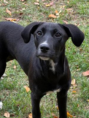 Lily, Mixed Breed, puppy, available for adoption