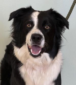 Freya, Border Collie, adult, available for adoption