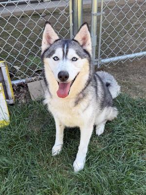 Akira, Husky, adult, available for adoption
