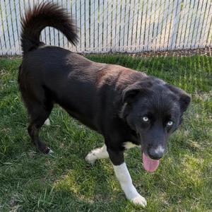 Elliot, Border Collie / Husky, adult, available for adoption