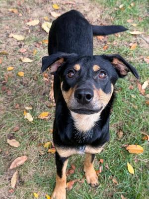 Gertie, Mixed Breed, young, available for adoption