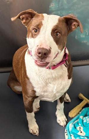 Missy, Terrier / Mixed Breed, adult, available for adoption