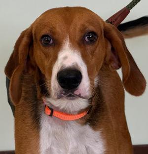 Wess, Foxhound, young, available for adoption