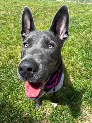 Navy, Pit Bull Terrier / Shepherd, young, available for adoption