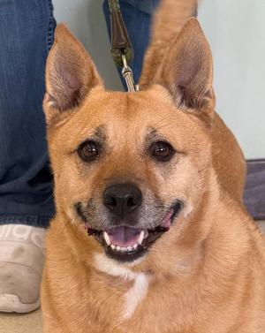 Zeva, Corgi / Cattle Dog, adult, available for adoption