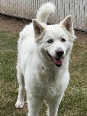 Poppy, Husky / Great Pyrenees, adult, available for adoption