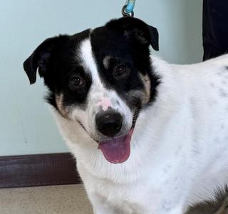 Buppy, Great Pyrenees / Border Collie, adult, available for adoption