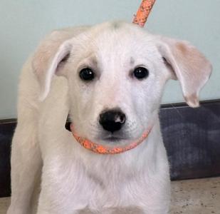 Wendy, Great Pyrenees / Mixed Breed, puppy, available for adoption