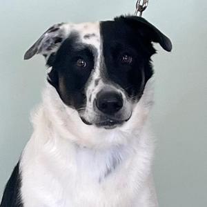 Moose, Australian Cattle Dog / Blue Heeler / Labrador Retriever, young, available for adoption