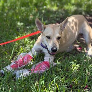 Strawberry, Mixed Breed, young, available for adoption