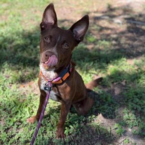 Dexter, Mixed Breed, adult, available for adoption