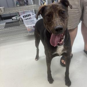 Joey Tribbiani, Mixed Breed, adult, available for adoption