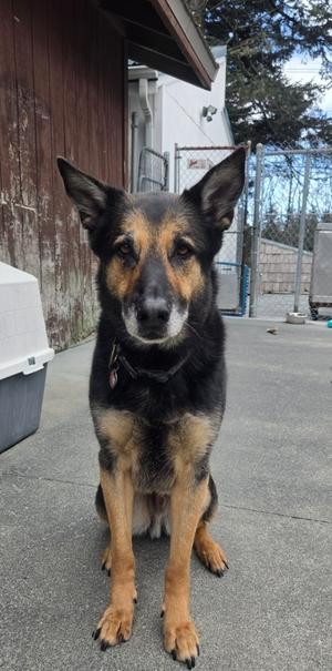 Bear, German Shepherd Dog, senior, available for adoption