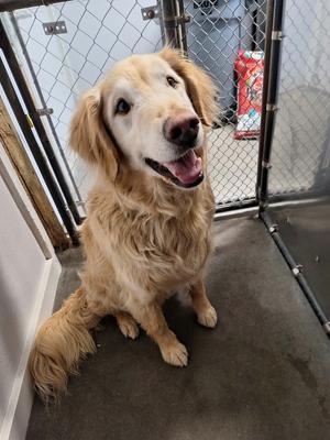 Duke, Golden Retriever/Husky, senior, available for adoption