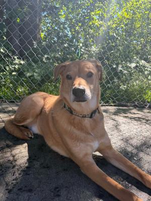 A brown dog lying on the ground in front of a chain-link fence, with green foliage in the background.