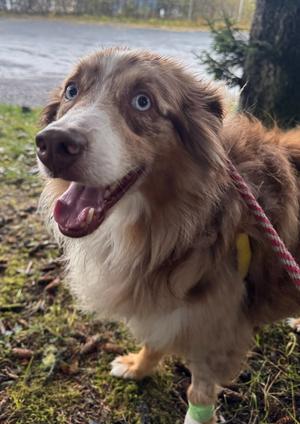 A brown and white dog with blue eyes, wearing a red leash, standing on grass.