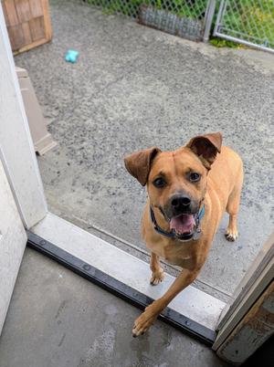a brown dog standing at the doorway