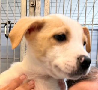 Cider, Boxer/Alaskan Malamute, puppy, available for adoption
