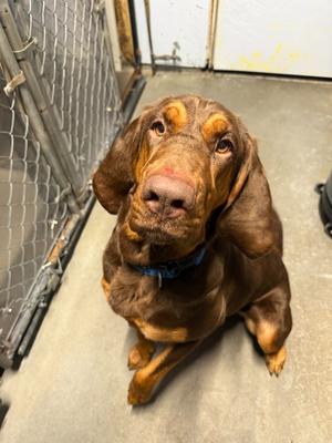 Talulla, Bloodhound, adult, available for adoption