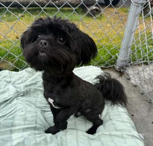 Pixel, Yorkshire Terrier Yorkie/Shih Tzu, young, available for adoption