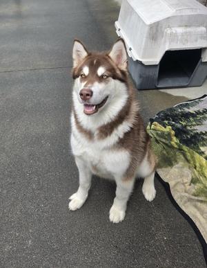 A brown and white husky-type dog sitting on a paved surface next to a white plastic dog house.