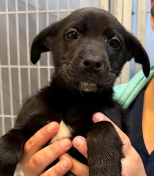 Gomez, Boxer/Alaskan Malamute, puppy, available for adoption